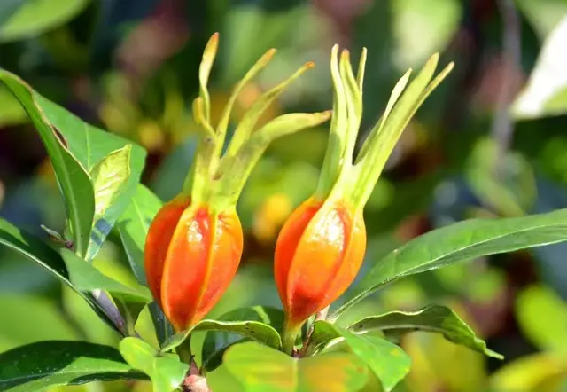 茉莉花的功效，茉莉花的功效与作用泡水喝的功效（因为它气机清灵啊）