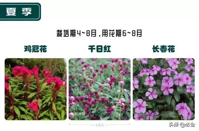 非洲茉莉，这些知识你是否具备（非洲茉莉花图片）