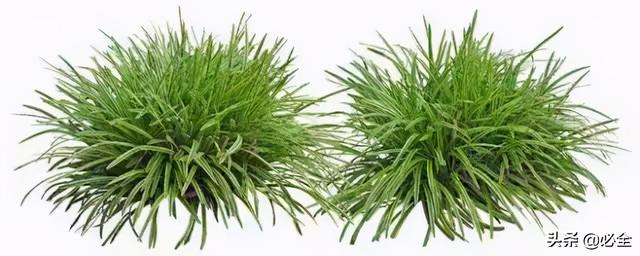 蓬径和冠幅有什么区别，冠径和冠幅是什么意思（这份图文并茂的强烈建议收藏）