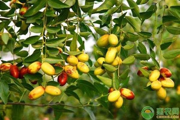 枣粘虫是什么，枣虫子能吃吗（南方鲜枣种植常见病虫害及综合防治措施）