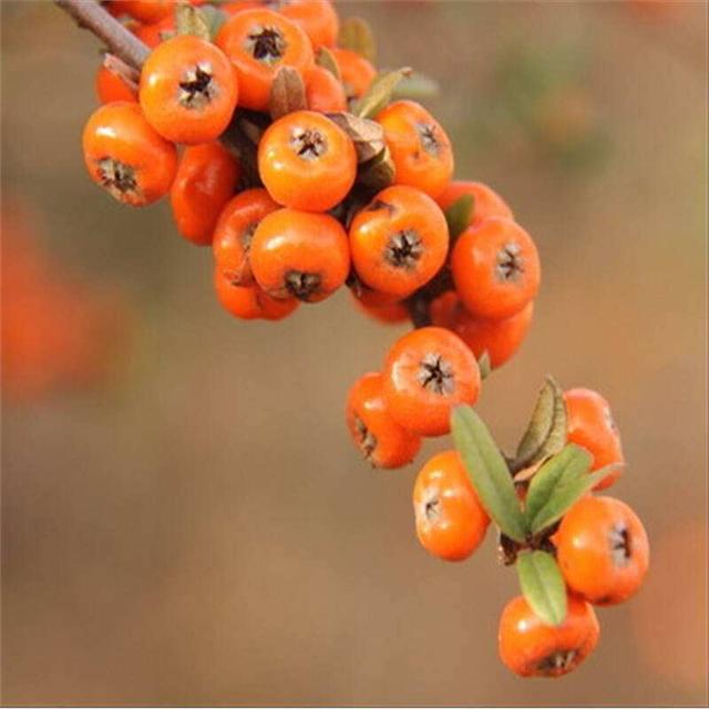 沙棘果怎么吃，阳台养盆“沙棘果”