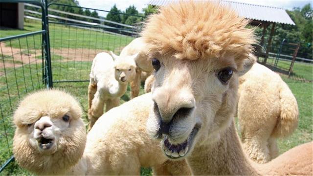 羊驼为什么吐口水，羊驼吐口水说明什么（“吐口水”是在传递信息）