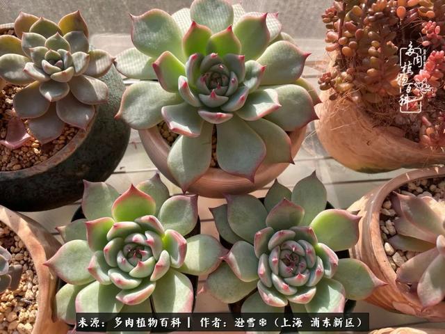 多肉植物图片，感恩相遇，余生相互关照（若绿多肉植物图片）