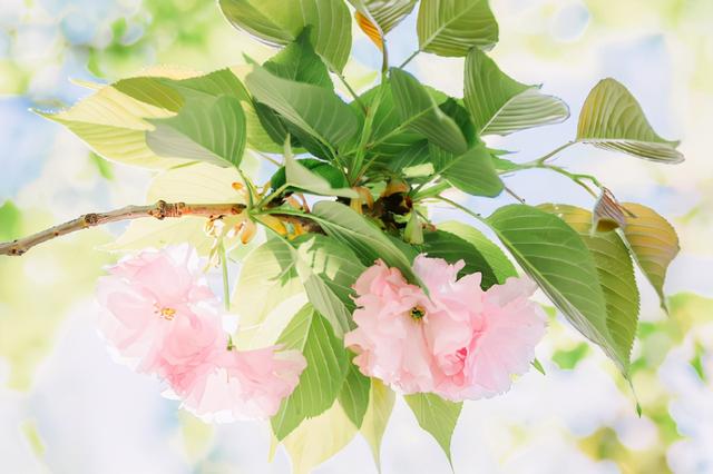 摩羯男被什么女人降服，月亮摩羯男对得不到的女人（有能力驾驭摩羯座呢）