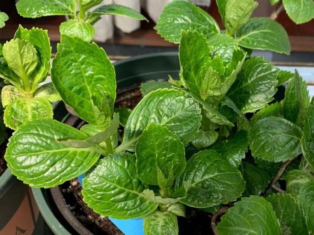 瓜子属于坚果吗，瓜子花生属于坚果类吗（给花吃点瓜子）