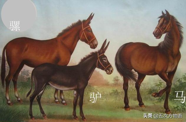 骡子为什么不能生育，为什么骡子不能生育（骡子不能生育的真正原因）