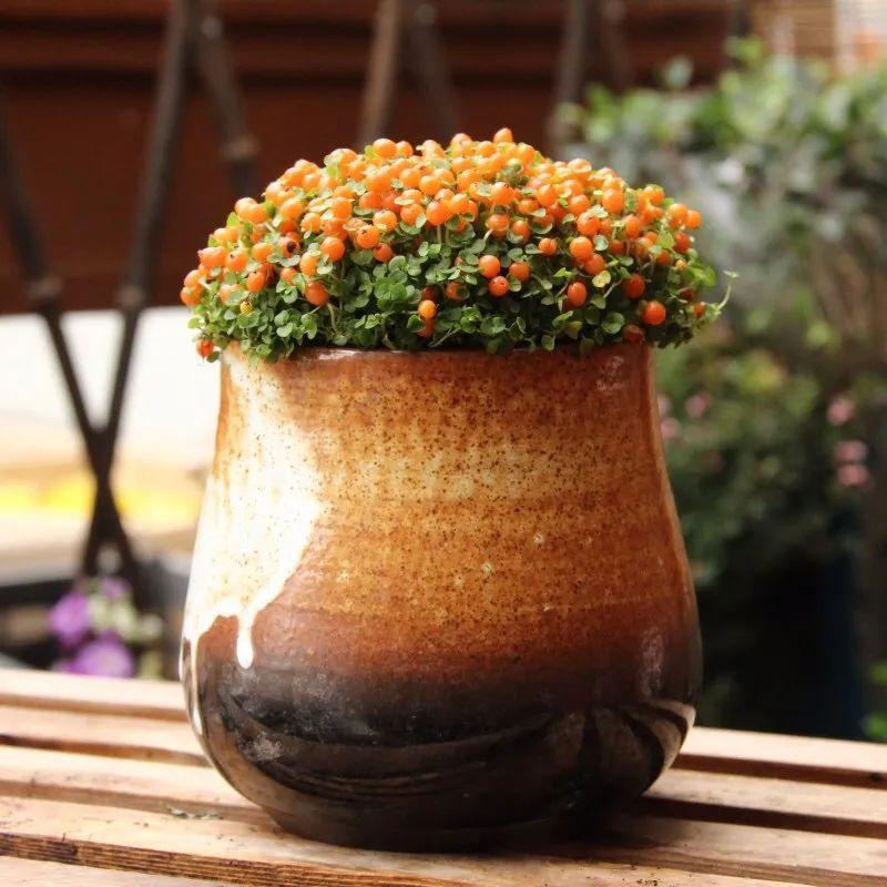 珊瑚豆的养殖方法和注意事项，珊瑚豆的养殖方法生长期每月施一次氮肥（7月在家养盆“吉祥果”）