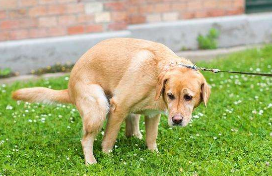 为什么狗会吃屎呢，狗为什么会吃屎不明白why（全面剖析狗吃大便的原因）