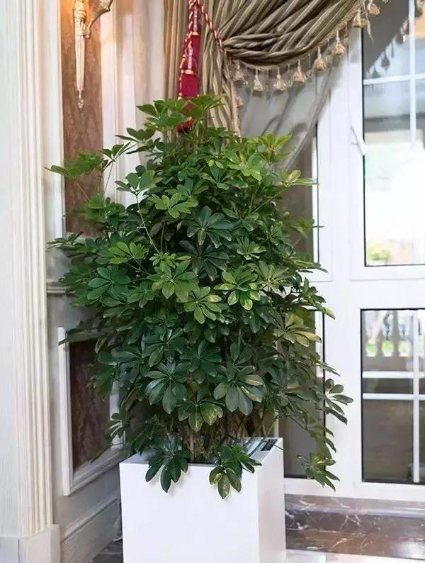 客厅最旺财的植物，客厅养什么植物最旺财（7种“吉利树”）