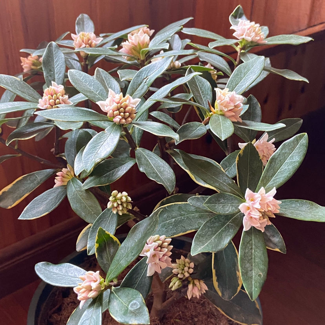 perfume组合，如何评价Perfume香水组合（家里养组合香水花）