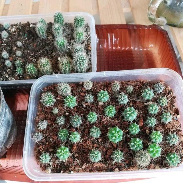 君子兰不开花怎么办才能开花，用“啤酒水”擦叶子