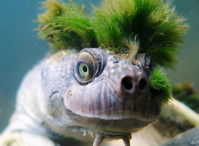 世界上最奇怪的动物，世界上最奇怪的动物要用成语表示（世界上最奇怪的动物要用成语表示什么）