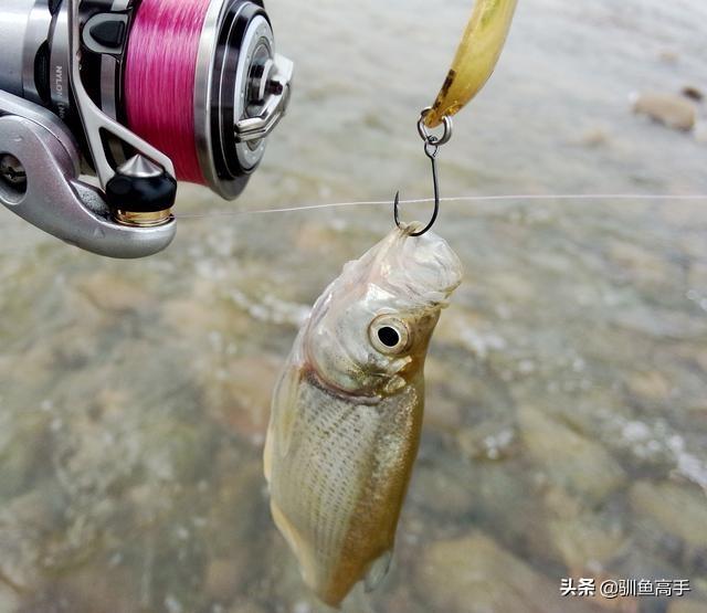 路亚马口用什么饵，马口鱼用什么路亚饵好（这些有意思的玩法）
