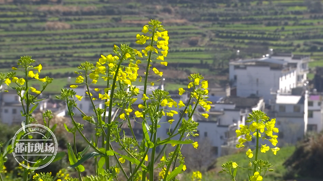 江西油菜花婺源，婺源2020油菜花什么时候开（“中国最美乡村”婺源）