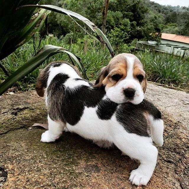 呆萌狗狗，呆萌狗狗道具（呆萌+有趣+憨厚图片）