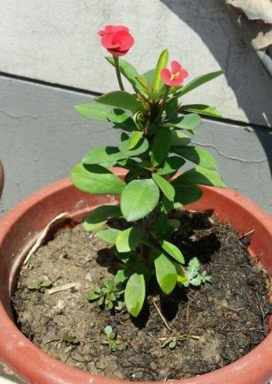 刺梅怎么扦插，虎刺梅什么时候扦插最好（虎刺梅扦插“诀窍”）