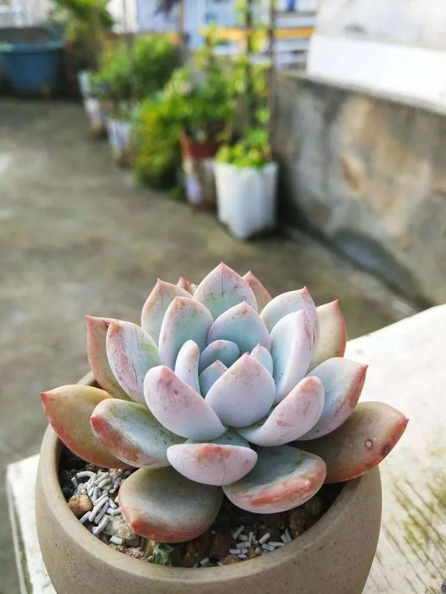 红唇多肉如何养，红唇多肉怎么养出多头（阳台党一样可以养出漂亮的多肉）