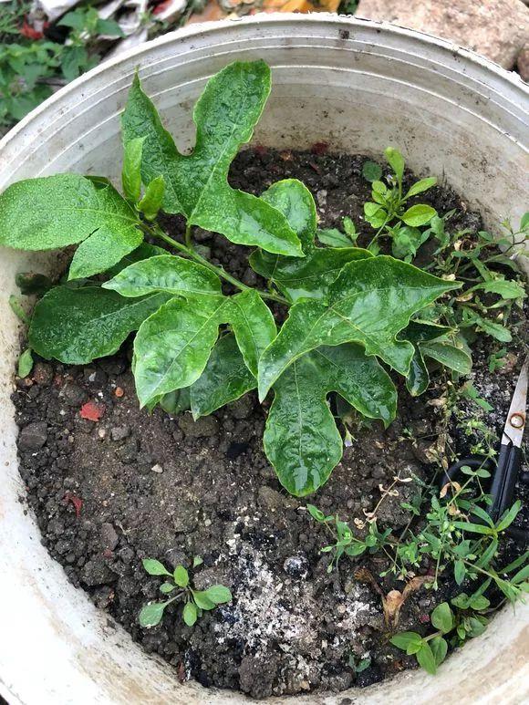 霸王花是火龙果的花吗，昙花、霸王花、火龙果花和令箭荷花的区别（奶奶把一根枝插土里）