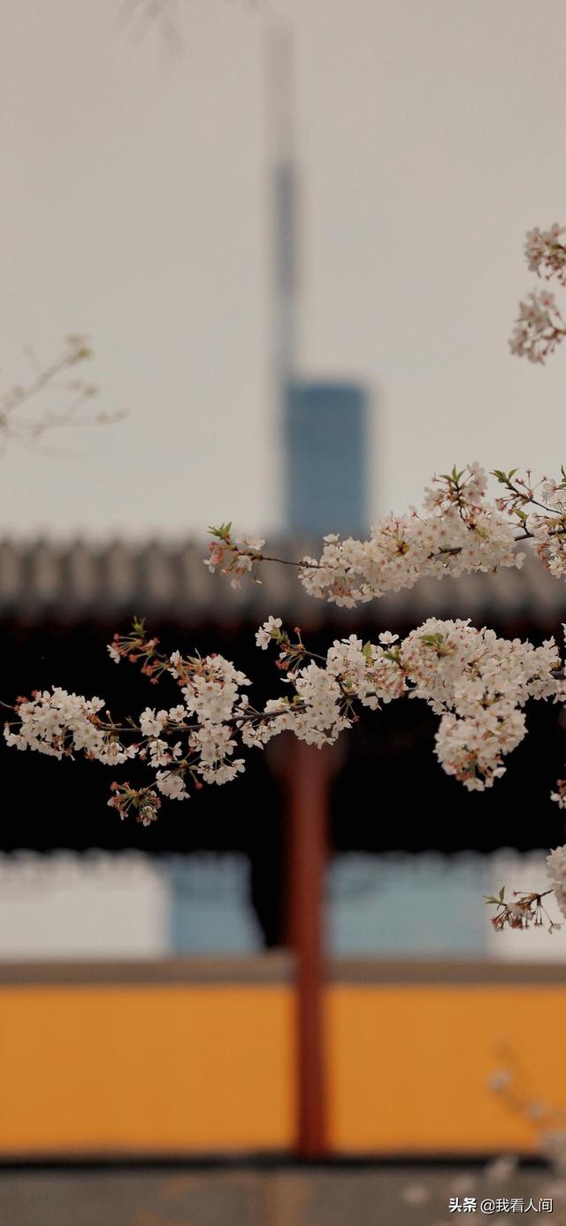 道枝骏佑壁纸❤❤，道枝骏佑图片高清头像（学生党壁纸！超好看）