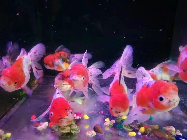 鱼缸怎么清理干净，鱼缸清洁中的正确方法（朋友送给我一个旧鱼缸我准备以下的方法消毒）