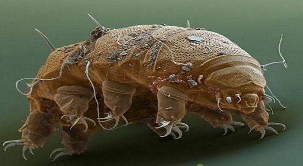 碳基生物是什么梗，《三体中》中的“三体人”和水熊虫