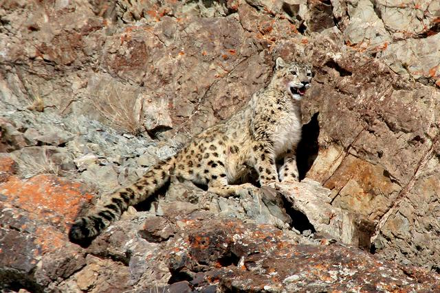 猫豹是什么动物，豹猫是什么样的动物（区分猫亚科与豹亚科动物的方法是看能不能咆哮）