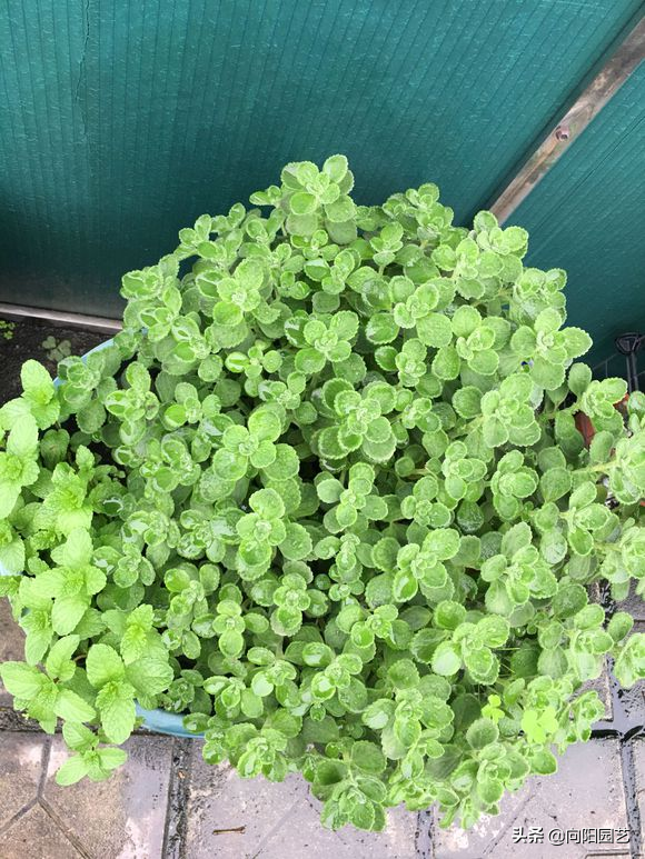 碰碰香怎么扦插，碰碰香的繁殖方法（15天长成“绿皮球”）