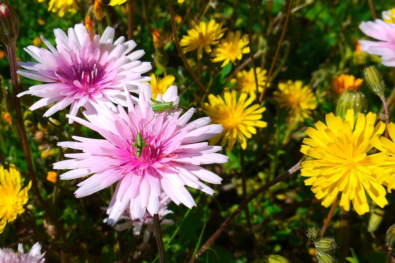 粉色蒲公英多年生(为什么蒲公英成了我们最喜爱的花) - 彝家农业网