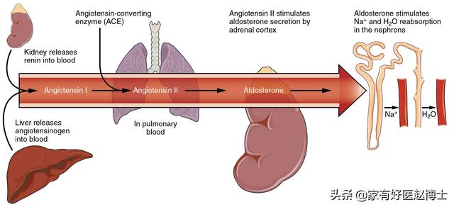 脉搏波传导速度，什么叫做脉搏波速度PWV（“血管老化”的五大常见征象）