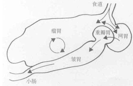 羊有几个胃，羊有几个胃 分别是（了解\