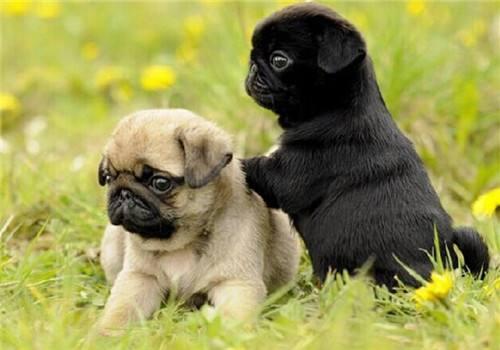 巴哥犬怎么训练，一年的巴哥犬训练方法（而是宠主没有做到这5点）