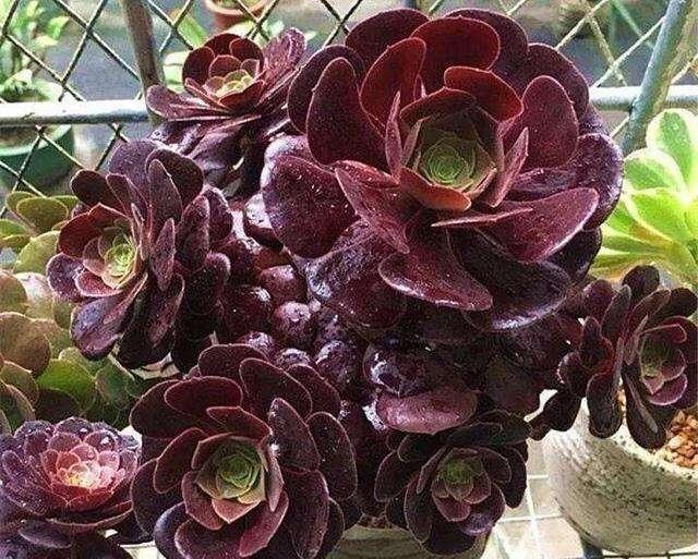 黑法师的养殖方法和注意事项，黑法师的养殖方法和注意事项视频（多肉界的“大魔头”黑法师）