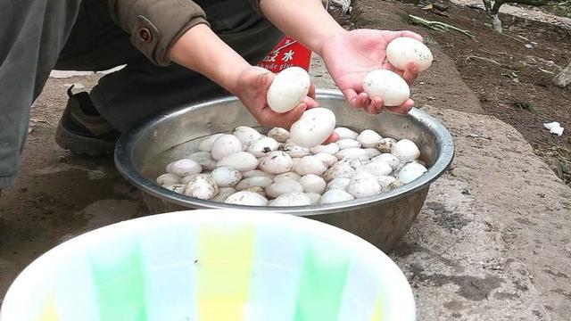 松花蛋怎么制作，松花蛋制作方法（川味松花皮蛋的制作方法）