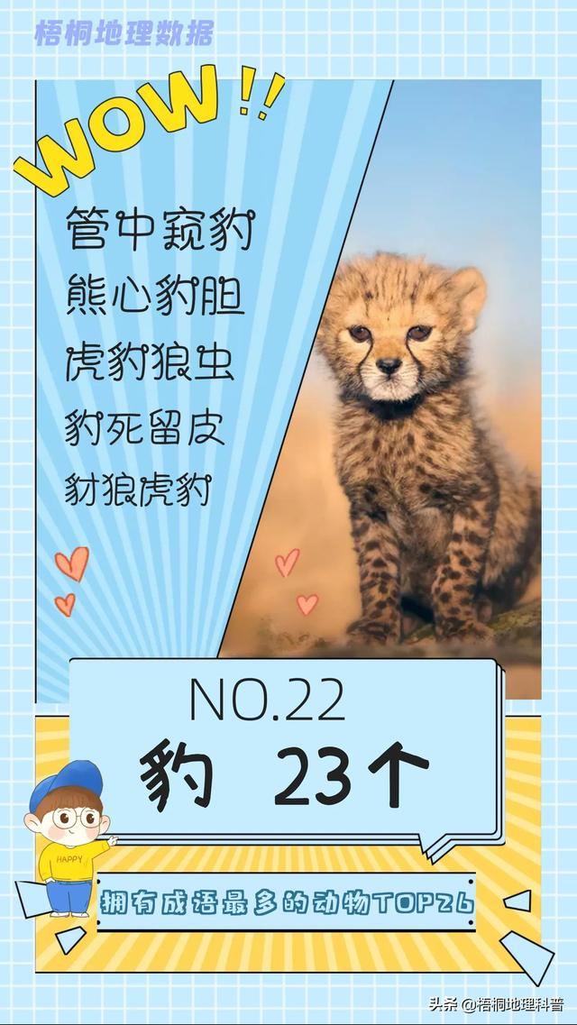 关于猫的词语有多少个，关于猫的词语有多少个词语（盘点哪种动物拥有的成语最多）