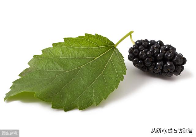 蚕变成蛾的过程（神奇动物之丝绸之路的起源——蚕宝宝变形记）