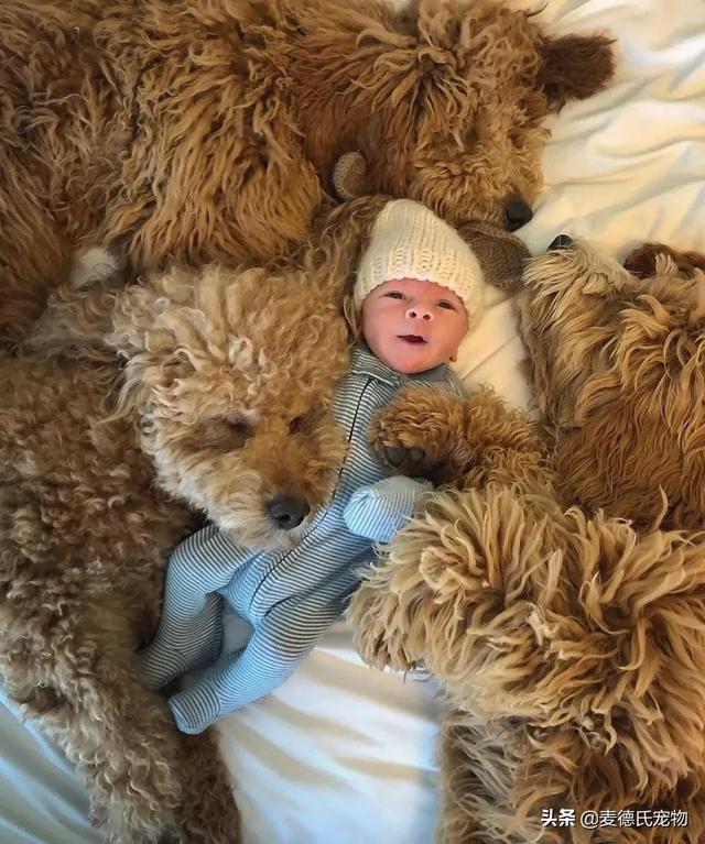 泰迪熊抱抱熊，一出生就有三个巨型“泰迪熊”陪睡（泰迪熊抱抱熊适合结婚送么）