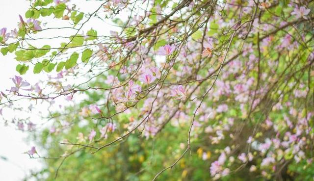 多肉是什么植物，多肉植物是什么植物（中国春天最美15座大学）