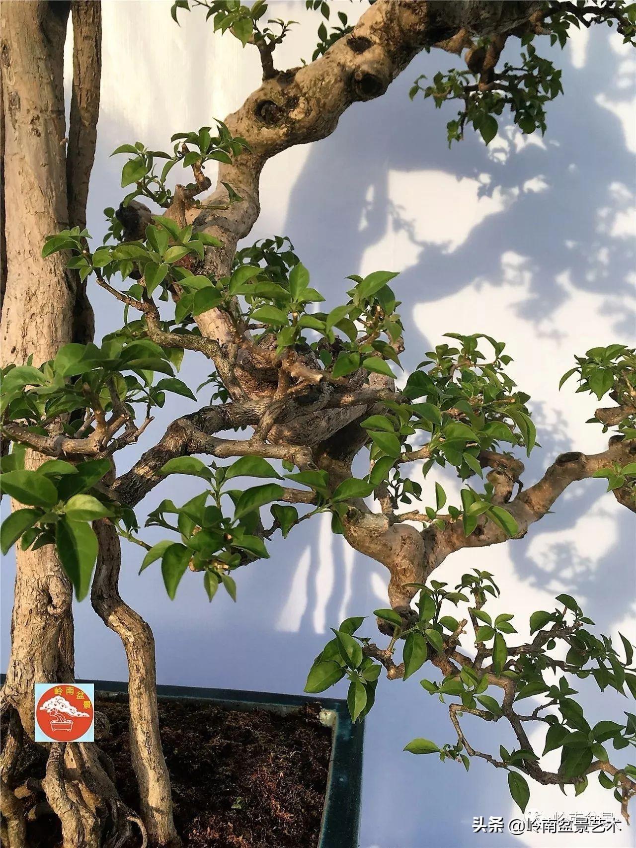 文人式三角梅盆景(我只说一个"服"字!) - 彝家农业网