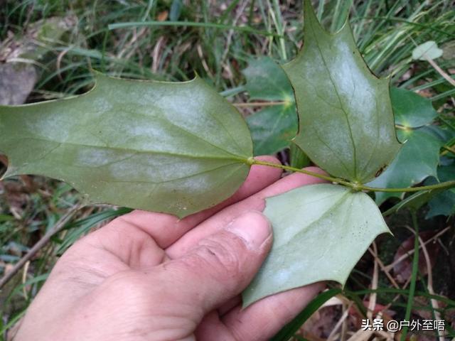 土黄连的功效与作用及禁忌，深山老林发现野生十大功劳也是土黄连的一种