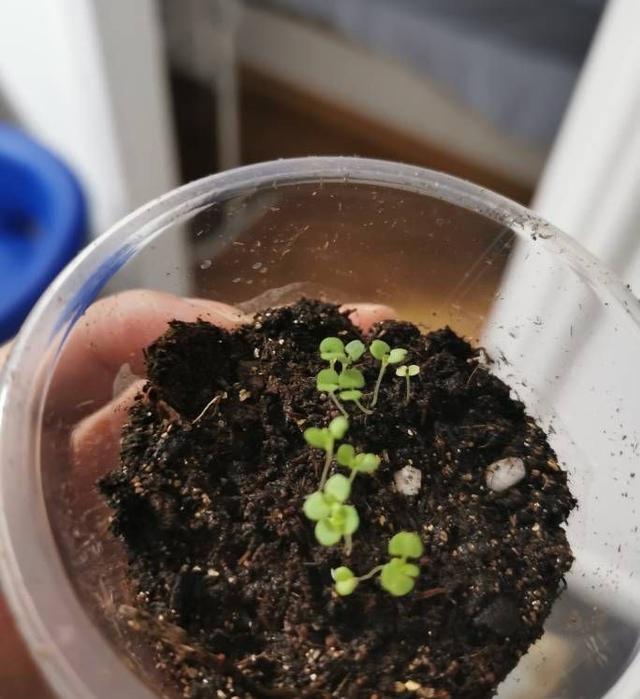 薄荷苗怎么移植，薄荷苗怎么移栽（春秋撒下种子）