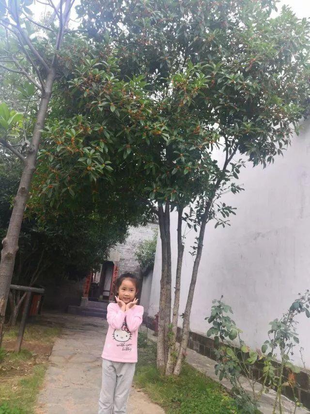 关于桂花的资料，桂花的资料（满园飘逸桂花香）