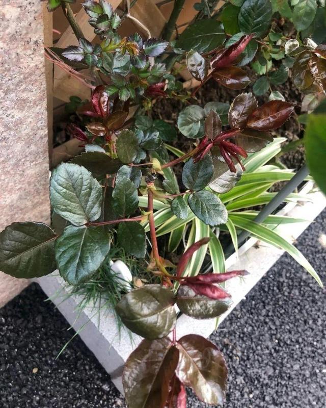 瓜子属于坚果吗，瓜子花生属于坚果类吗（给花吃点瓜子）