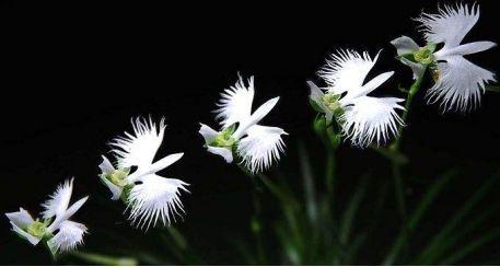 神奇的植物有哪些，世界上最神奇的植物（十种奇特的自然界植物）