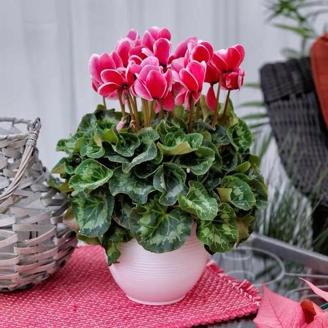 一帆风顺花有毒吗，一帆风顺花草有毒吗（家里养了宠物的朋友）