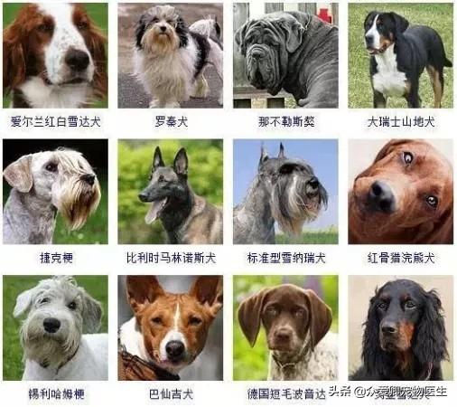 什么叫肉食犬，食肉犬有哪些（从生理学的角度给你介绍宠物狗）