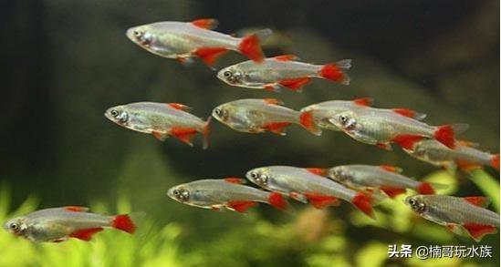 热带鱼种类，30种常见热带观赏鱼（水族小知识之热带鱼）