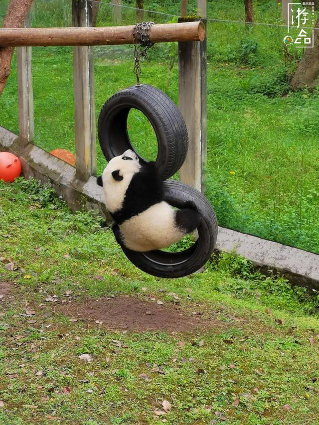 八达岭野生动物园攻略，八达岭野生动物世界景点介绍（北京八达岭野生动物园）