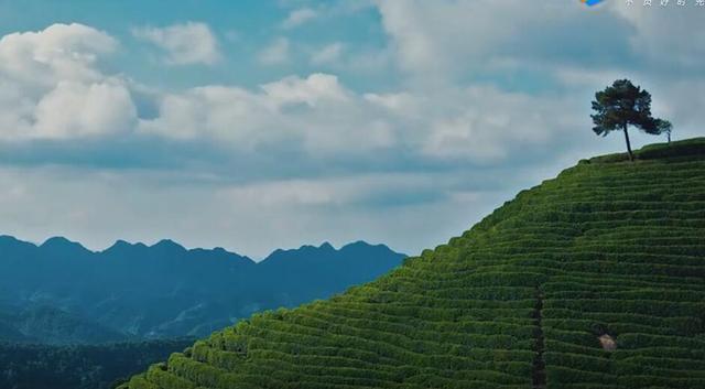 汉中仙毫是啥茶，汉中仙毫是什么茶（遗落在在秦巴山区的明珠——汉中仙毫）