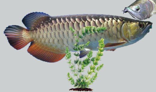 银龙鱼家养方法，银龙鱼家养方法视频（​银龙鱼的家庭养殖方法）