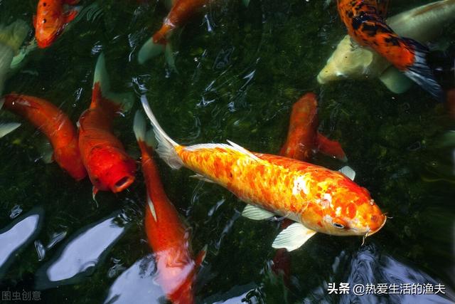 锦鲤几天喂一次食最好，养鱼27条寓意（锦鲤刚到家不吃食怎么办）